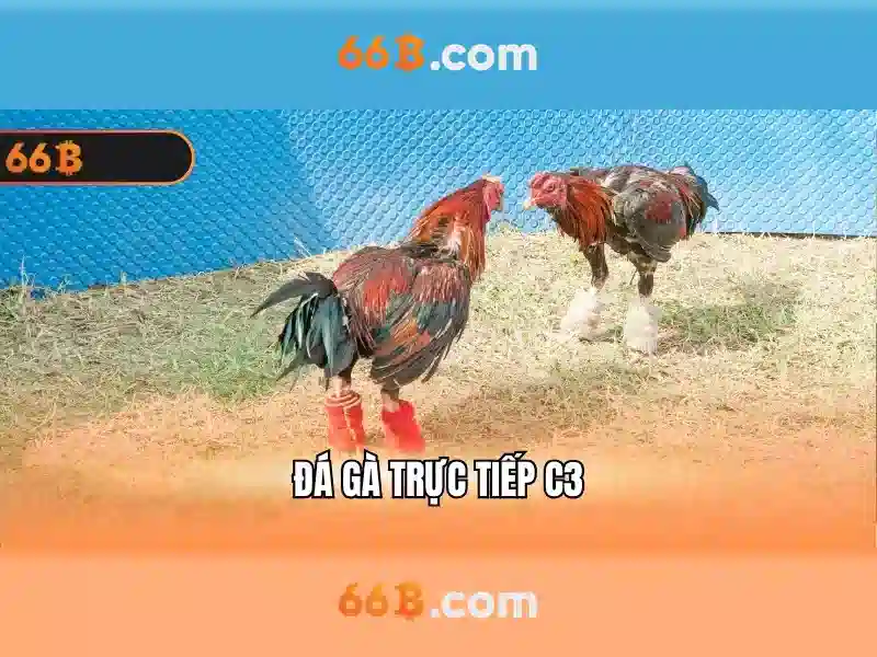 66b: Chiến lược SEO cho trang cá cược online – tối ưu nội dung và uy tín