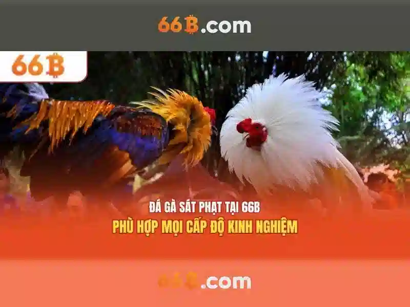 bắn cá trực tuyến - 66B